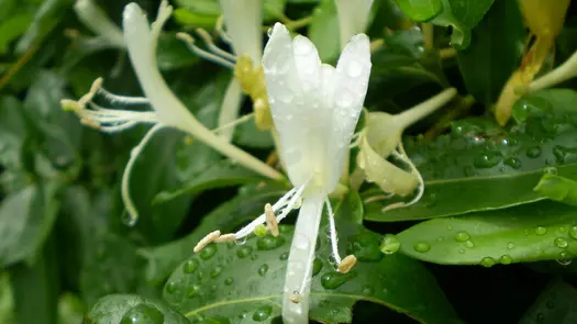 A dewy, white honeysuckle flower.