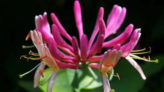 Close-up of pink honeysuckle flower.