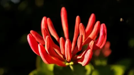 Close-up of a red honeysuckle flower.