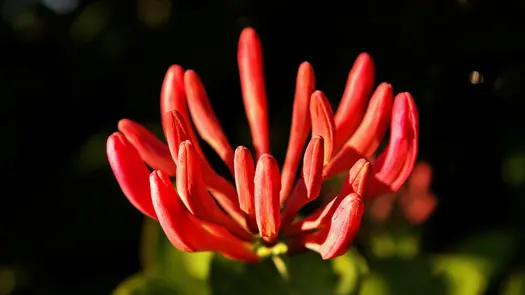 Close-up of a red honeysuckle flower.
