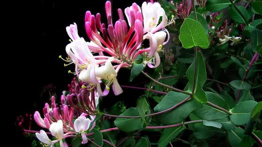 Pink and light pink honeysuckle flowers and vine against a black background.