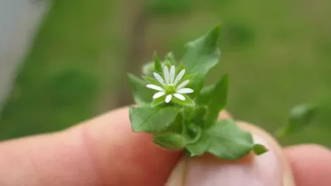 A person holding a sprig of chickweed.