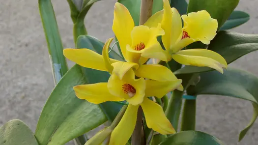 Yellow vanilla flower orchids.