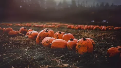 Rows of ripe pumpkins in a field.