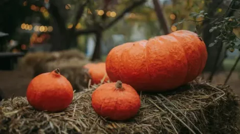Three pumpkins — large and small — resting on a haystack with strings of orange lights in the background.