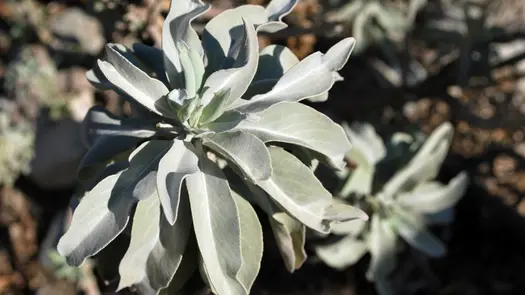 A white sage plant growing outside.
