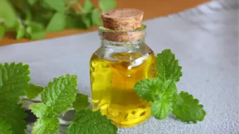 A glass jar full of lemon balm-infused oil and sealed with a cork near lemon balm leaves on a grayish-white mat.