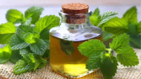 A jar of lemon balm infused oil, sealed with a cork, surrounded by lemon balm leaves on a woven mat.