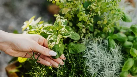 A person touching what looks to be a mint plant amongst a bed of various herbs.