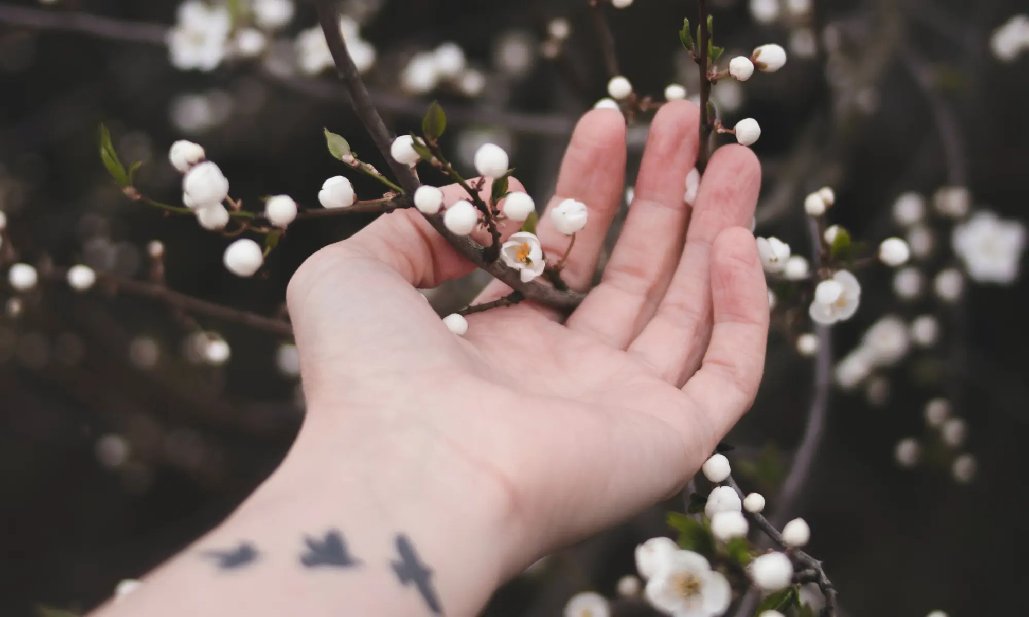 A person touching white flowers with bird tattoos on their wrist.