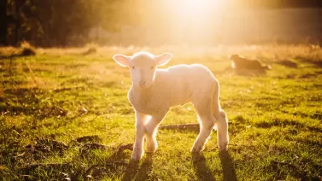 A young lamb in the sunlight.