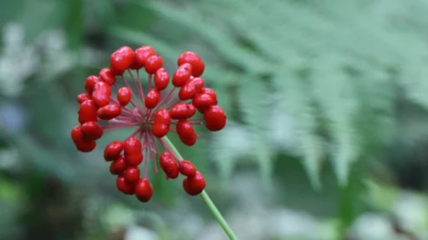 Cluster of red ginseng berries on a branch.