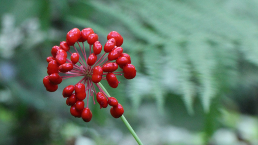 Cluster of red ginseng berries on a branch