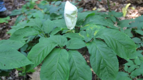 A ginseng plant growing in a forest farm.