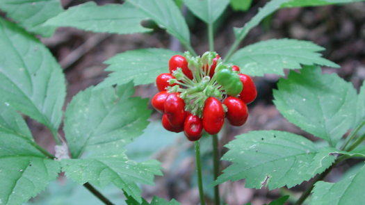 Ginseng plant growing in Cherokee National Forest.