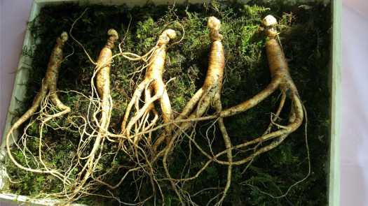 Ginseng roots on a bed of ferns in a square container.