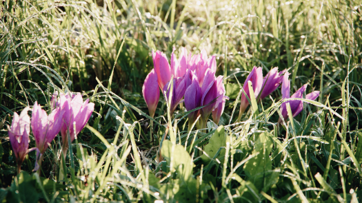 Purple crocus flowers blooming in sunlight, with petals stretching outwards and upwards, against a bright green background.